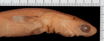 Media type: image;   Ichthyology 58098 Aspect: lateralHead Lateral